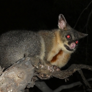 Trichosurus vulpecula at Ballyroe, NSW - suppressed