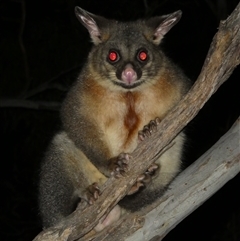 Trichosurus vulpecula at Ballyroe, NSW - suppressed