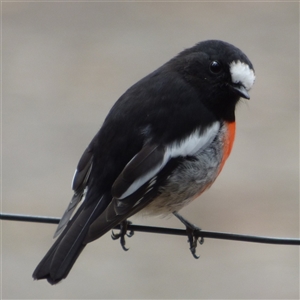 Petroica boodang at Fortescue, TAS - 23 Mar 2025 02:24 PM