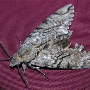 Psilogramma casuarinae at Bolivia, NSW - suppressed