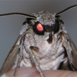 Psilogramma casuarinae at Bolivia, NSW - suppressed