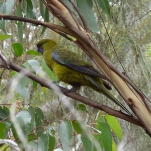 Platycercus caledonicus at Fortescue, TAS - 23 Mar 2025 02:03 PM