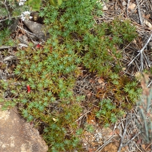 Styphelia humifusum at Fortescue, TAS - 23 Mar 2025 12:56 PM