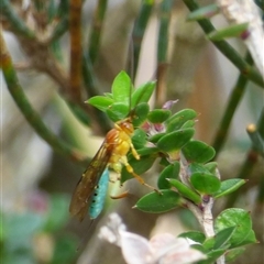 Theronia maculosa at Fortescue, TAS - 23 Mar 2025 12:44 PM