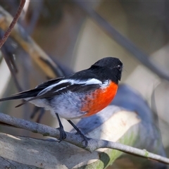 Petroica boodang at Lake George, NSW - 5 Apr 2025 02:19 PM
