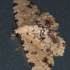 Sandava scitisignata at Melba, ACT - 4 Apr 2025 11:03 PM