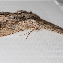 Scioglyptis lyciaria at Melba, ACT - 5 Apr 2025 10:36 PM