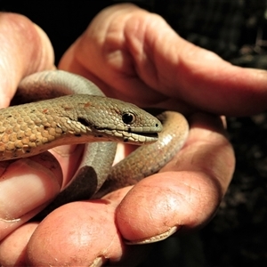 Pygopus lepidopodus at Bandon Grove, NSW - 30 Sep 2019 02:00 PM