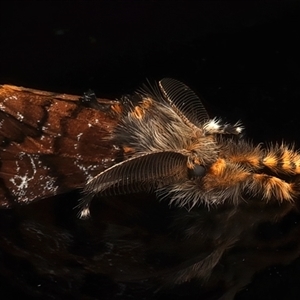 Orgyia anartoides at Ainslie, ACT - 4 Apr 2025 10:57 PM