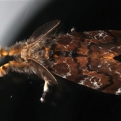 Orgyia anartoides at Ainslie, ACT - 4 Apr 2025 10:57 PM
