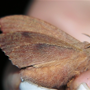 Pararguda crenulata at Bolivia, NSW - suppressed