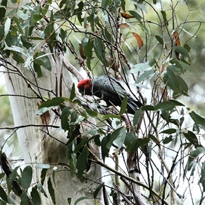 Callocephalon fimbriatum at Jenolan, NSW - suppressed