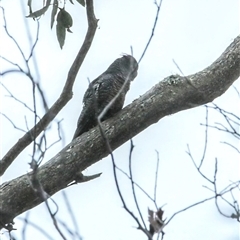 Callocephalon fimbriatum at Jenolan, NSW - suppressed