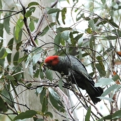 Callocephalon fimbriatum at Jenolan, NSW - suppressed