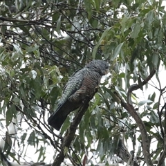 Callocephalon fimbriatum at Jenolan, NSW - suppressed