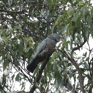 Callocephalon fimbriatum at Jenolan, NSW - suppressed