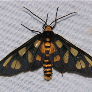 Amata (genus) at Bolivia, NSW - suppressed