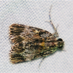 Spectrotrota fimbrialis at Bolivia, NSW - suppressed