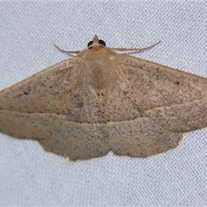 Idiodes apicata at Bolivia, NSW - suppressed