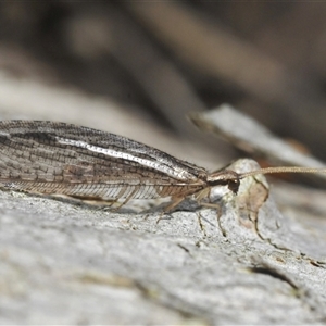 Stenosmylus stenopterus at Symonston, ACT - 2 Apr 2025 02:52 PM