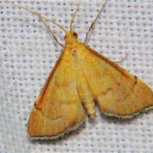 Ebulea perflavalis at Bolivia, NSW - suppressed