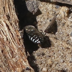 Bembix sp. (genus) at Thirlmere, NSW - 2 Apr 2025 12:07 PM