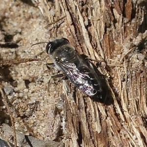 Bembix sp. (genus) at Thirlmere, NSW - 2 Apr 2025 12:07 PM