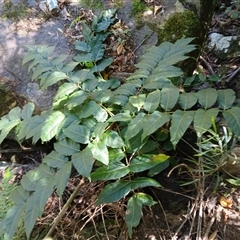 Toona ciliata (Red Cedar) at Tallong, NSW - 7 Apr 2025 by plants