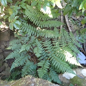 Diplazium australe at Bundanoon, NSW - suppressed