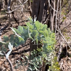 Acacia baileyana at Watson, ACT - 7 Apr 2025 02:23 PM