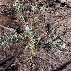Acacia baileyana at Watson, ACT - 7 Apr 2025 02:43 PM