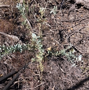Acacia baileyana at Watson, ACT - 7 Apr 2025 02:43 PM
