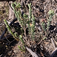 Styphelia triflora (Five-corners) at Watson, ACT - 7 Apr 2025 by waltraud