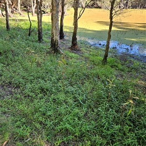 Persicaria elatior at Black Hill, NSW - 7 Apr 2025 03:36 PM