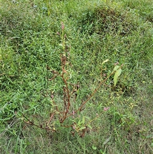 Persicaria elatior at Black Hill, NSW - 7 Apr 2025 03:30 PM