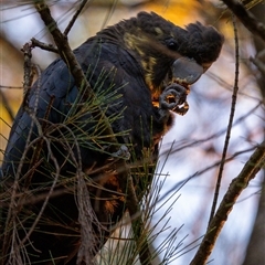 Calyptorhynchus lathami lathami at Penrose, NSW - suppressed