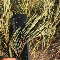 Unverified Wattle at Crowther, NSW - 7 Apr 2025 by Frecko