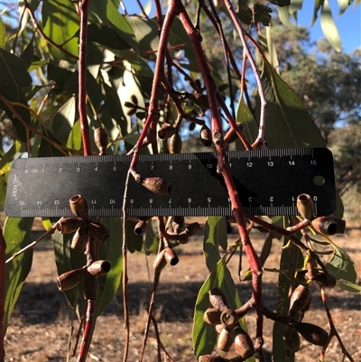 Eucalyptus albens (White Box) at Crowther, NSW - 7 Apr 2025 by Frecko