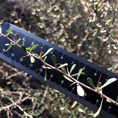Bursaria spinosa (Native Blackthorn, Sweet Bursaria) at Crowther, NSW - 7 Apr 2025 by Frecko