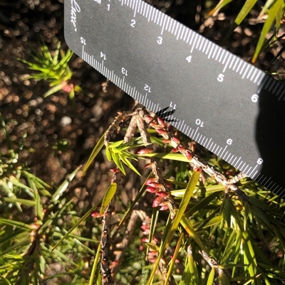 Melichrus erubescens (Ruby Urn Heath) at Crowther, NSW - 7 Apr 2025 by Frecko