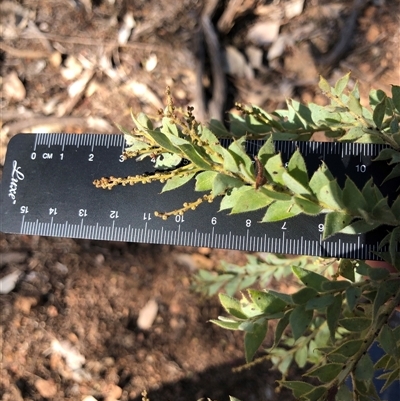 Acacia vestita (Hairy Wattle) at Crowther, NSW - 7 Apr 2025 by Frecko