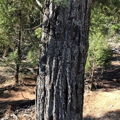 Callitris endlicheri at Crowther, NSW - 7 Apr 2025 03:29 PM