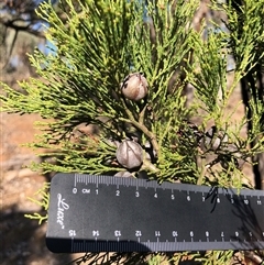 Callitris endlicheri at Crowther, NSW - 7 Apr 2025 03:29 PM