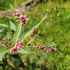 Persicaria elatior at Black Hill, NSW - 7 Apr 2025 02:08 PM