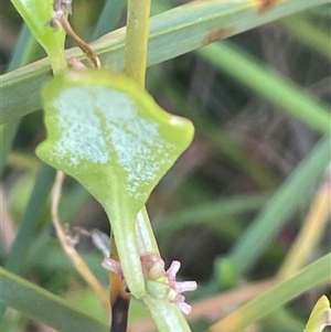 Chenopodium glaucum at Maffra, NSW - 4 Apr 2025 12:55 PM