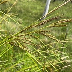 Carex polyantha (A Sedge) at Mount Clear, ACT - 6 Dec 2024 by Tapirlord