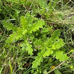 Senecio distalilobatus (Distal-lobe Fireweed) at Mount Clear, ACT - 6 Dec 2024 by Tapirlord
