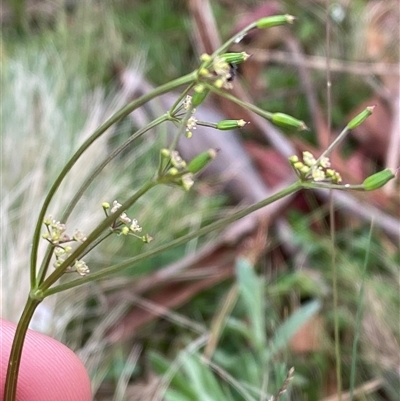 Gingidia harveyana (Slender Gingidia) at Mount Clear, ACT - 6 Dec 2024 by Tapirlord