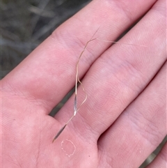 Austrostipa rudis subsp. nervosa at Uriarra Village, ACT - 5 Dec 2024 07:21 PM