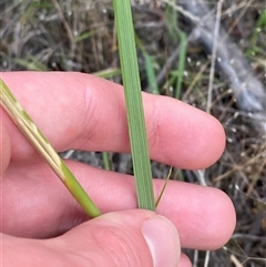 Austrostipa rudis subsp. nervosa at Uriarra Village, ACT - 5 Dec 2024 07:21 PM